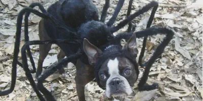 /img/16037-dog-tarantula-costume-xl-6.webp