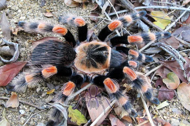 16039 tarantula svenska feeding