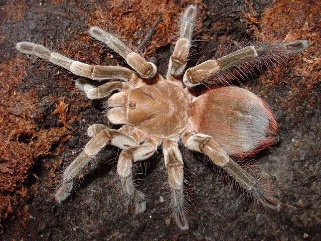 16039 tarantula svenska handling
