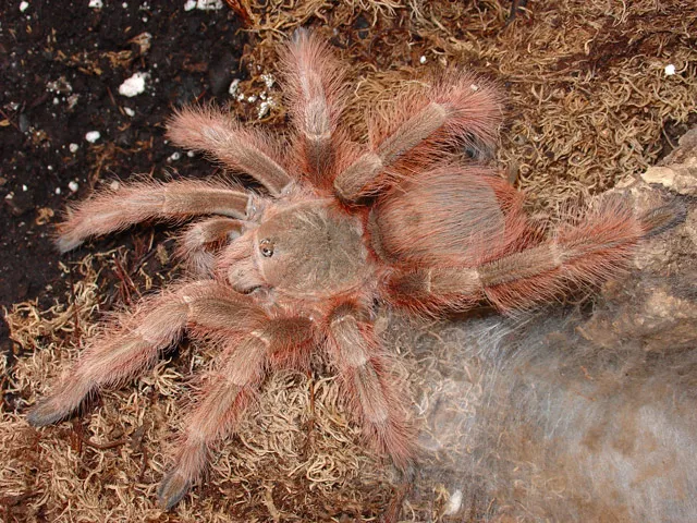 16039 tarantula svenska molting