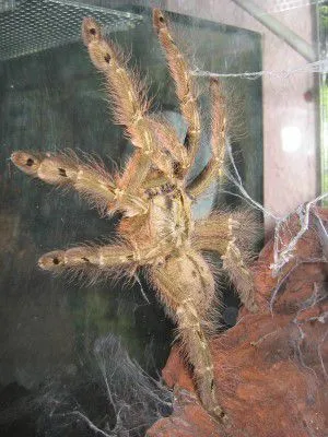 16041 tarantula quiz 2