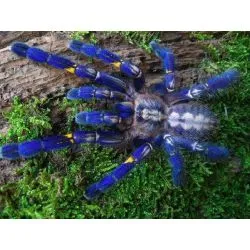 16041 tarantula quiz 3