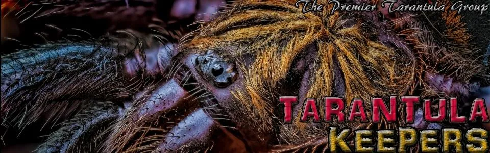 16041 tarantula quiz 4