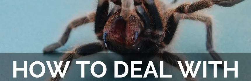 16042 tarantula bite preventing