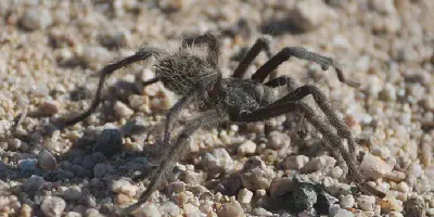 /img/16042-tarantula-bite-safe-handling.webp