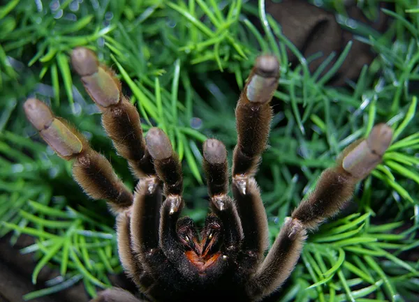 16042 tarantula bite wound cleaning