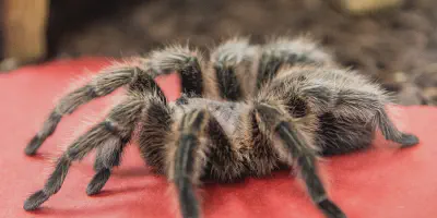 /img/16046-tarantula-water.webp