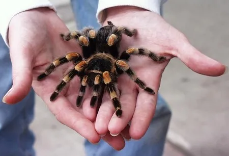 16048 tarantula animal de companie 1