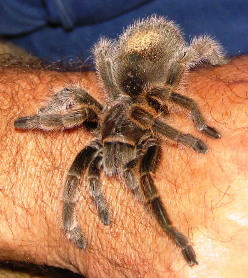 16048 tarantula animal de companie 3