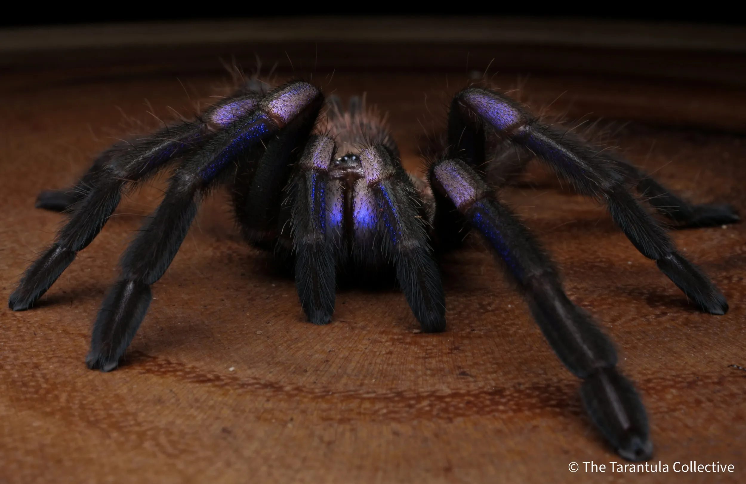 16048 tarantula animal de companie 4