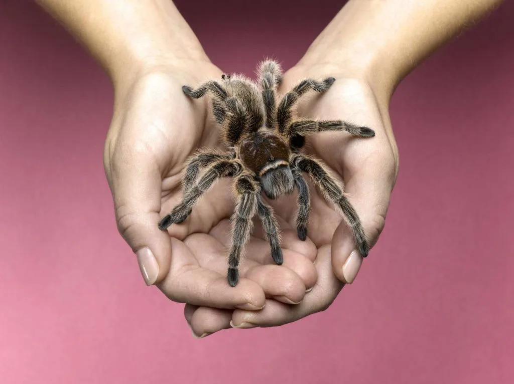 16048 tarantula animal de companie 6