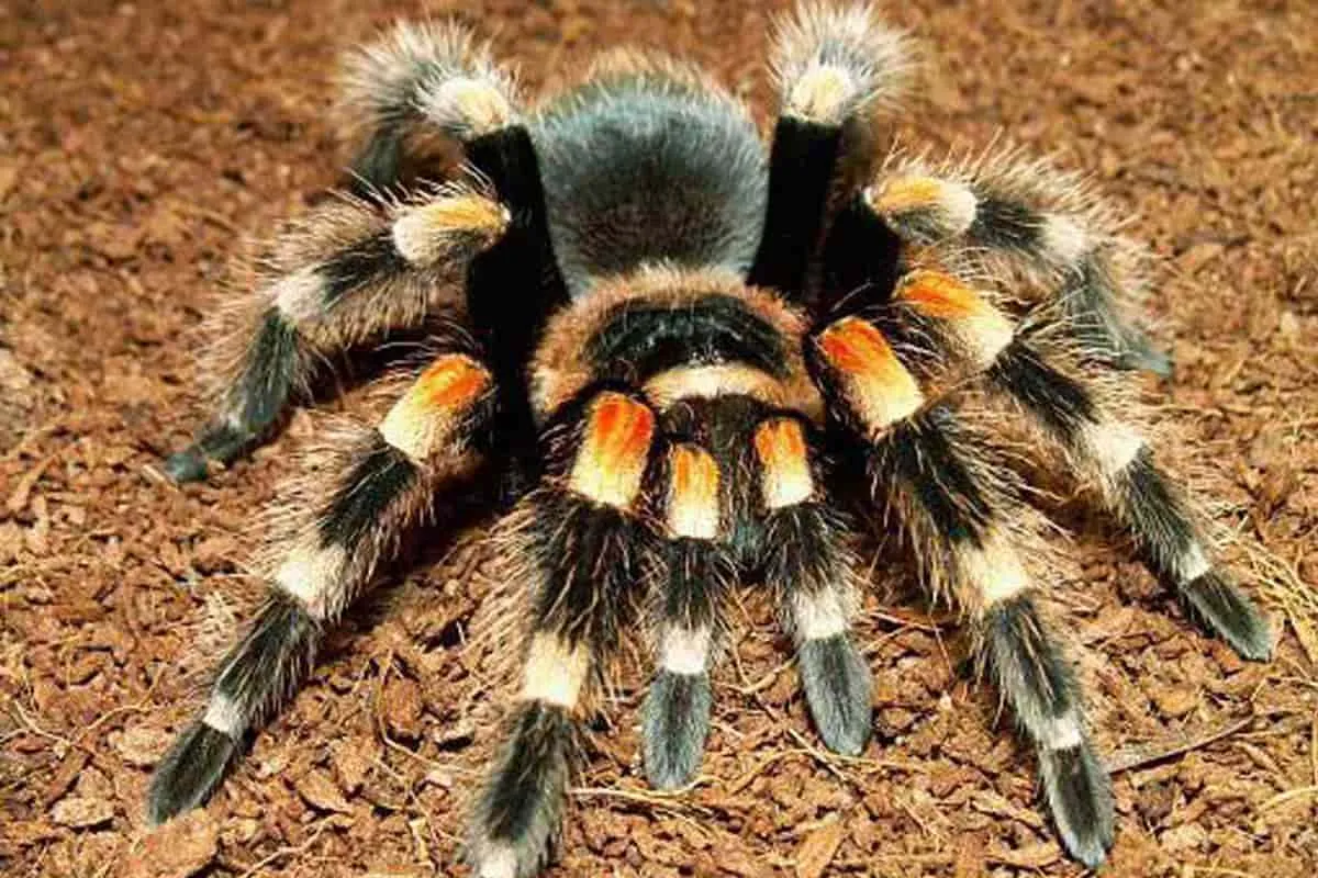 /img/16048-tarantula-animal-de-companie-7.webp