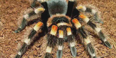 /img/16048-tarantula-animal-de-companie-7.webp