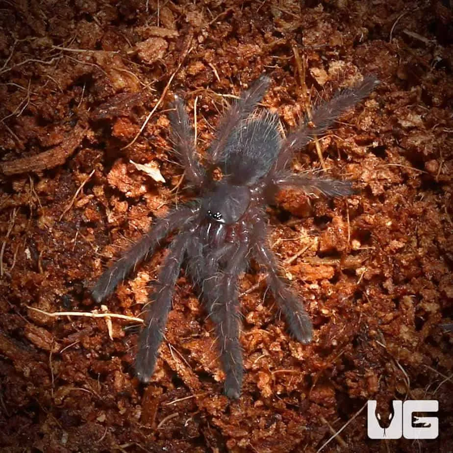 16051 baby tarantula black handling