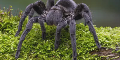 /img/16051-baby-tarantula-black-healthy.webp
