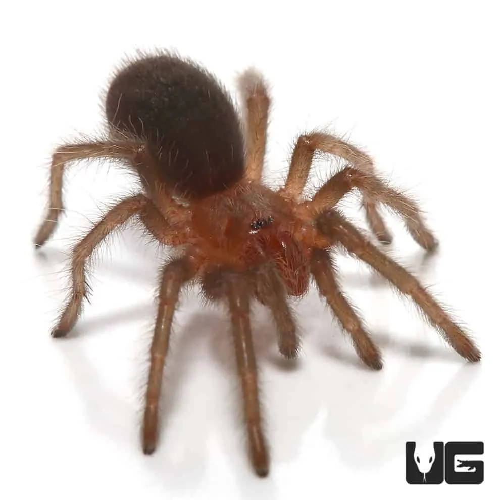 16051 baby tarantula black species