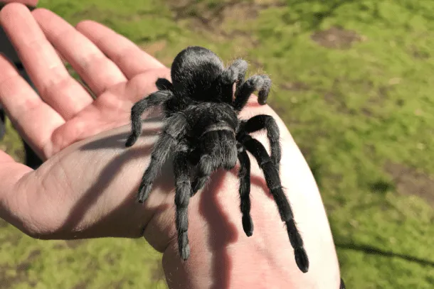 16051 baby tarantula black water