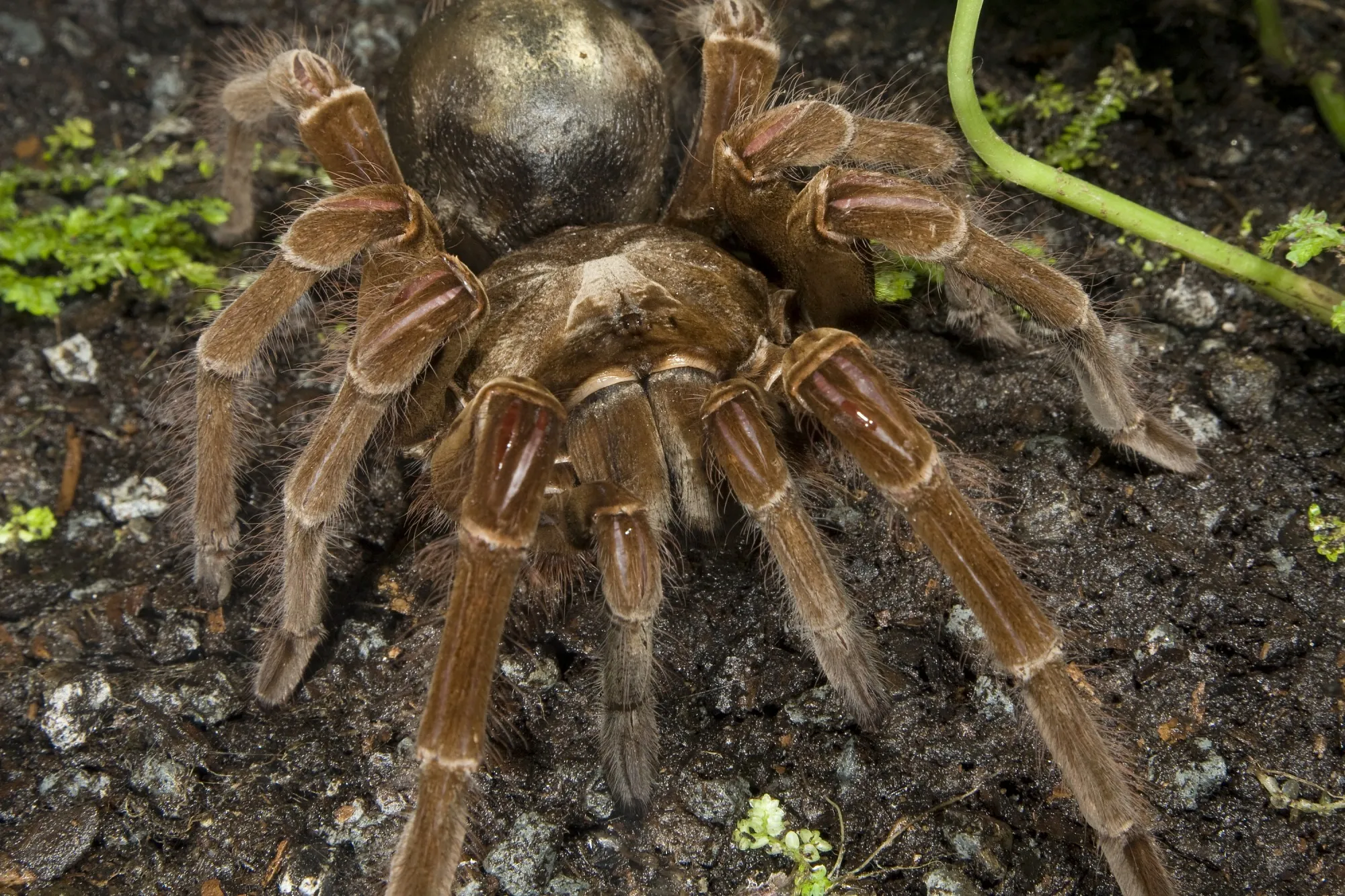 /img/16054-goliath-birdeater-health-check.webp