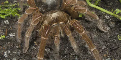 /img/16054-goliath-birdeater-health-check.webp