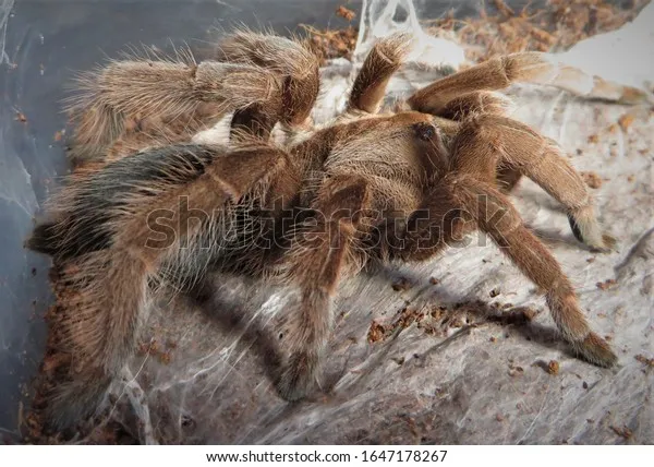 16055 australia tarantula behavior