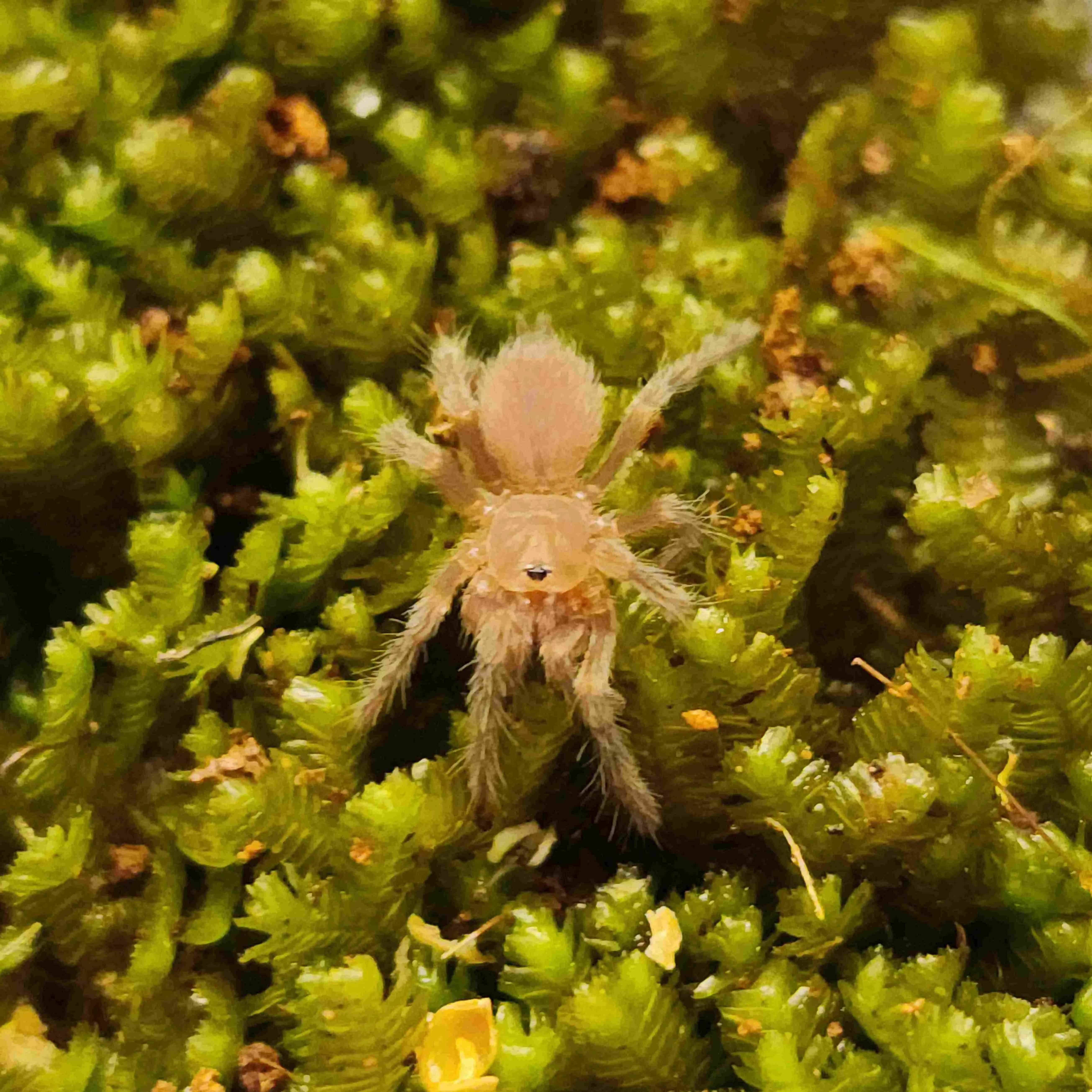 16055 australia tarantula bite