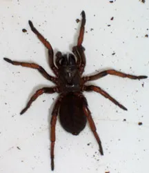 16055 australia tarantula species