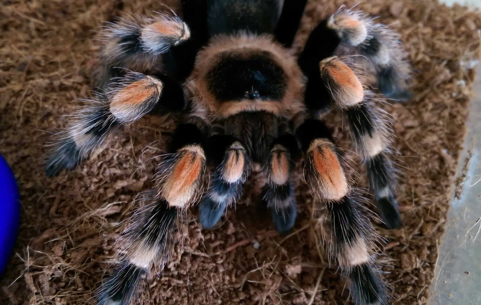 /img/16056-tarantula-online-marketplace.webp