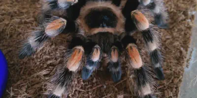 /img/16056-tarantula-online-marketplace.webp