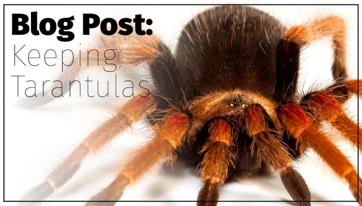 16057 tarantula handling