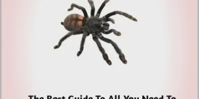 /img/16057-tarantula-health-check.webp