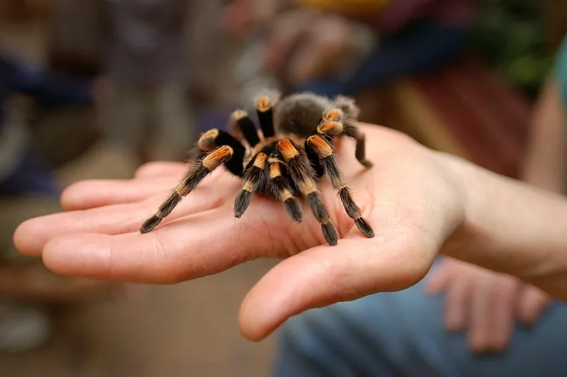 16057 tarantula species selection