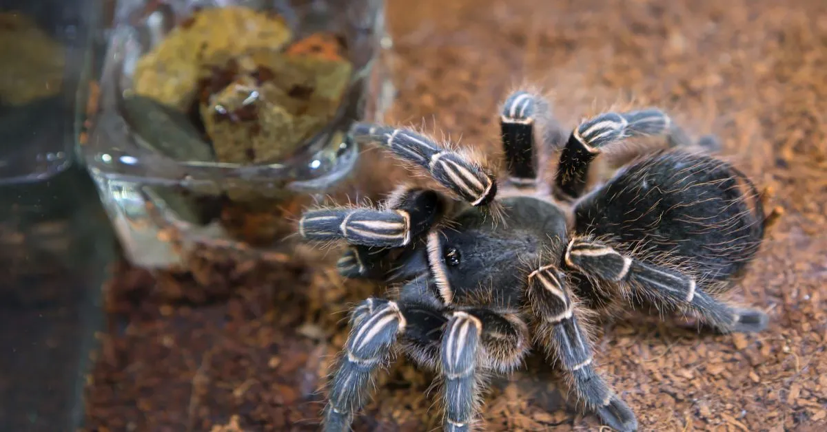16057 tarantula watering