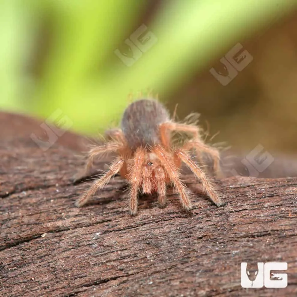 /img/16062-chilean-red-hair-tarantula-environment.webp