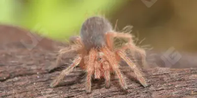 /img/16062-chilean-red-hair-tarantula-environment.webp