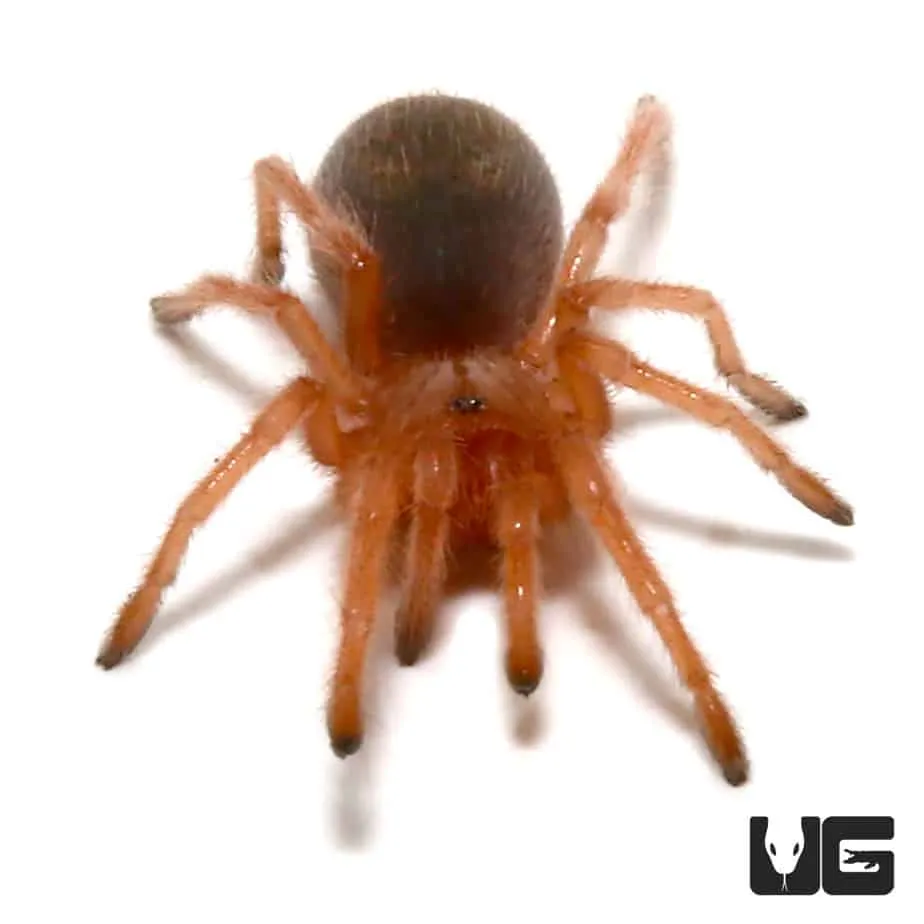 16062 chilean red hair tarantula handling