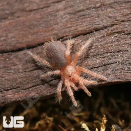 16062 chilean red hair tarantula substrate