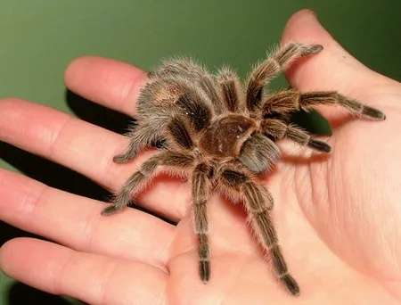 /img/16063-tarantula-affordable-india.webp