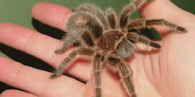 /img/16063-tarantula-affordable-india.webp
