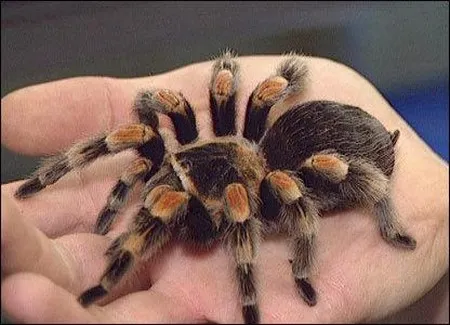 16063 tarantula online india