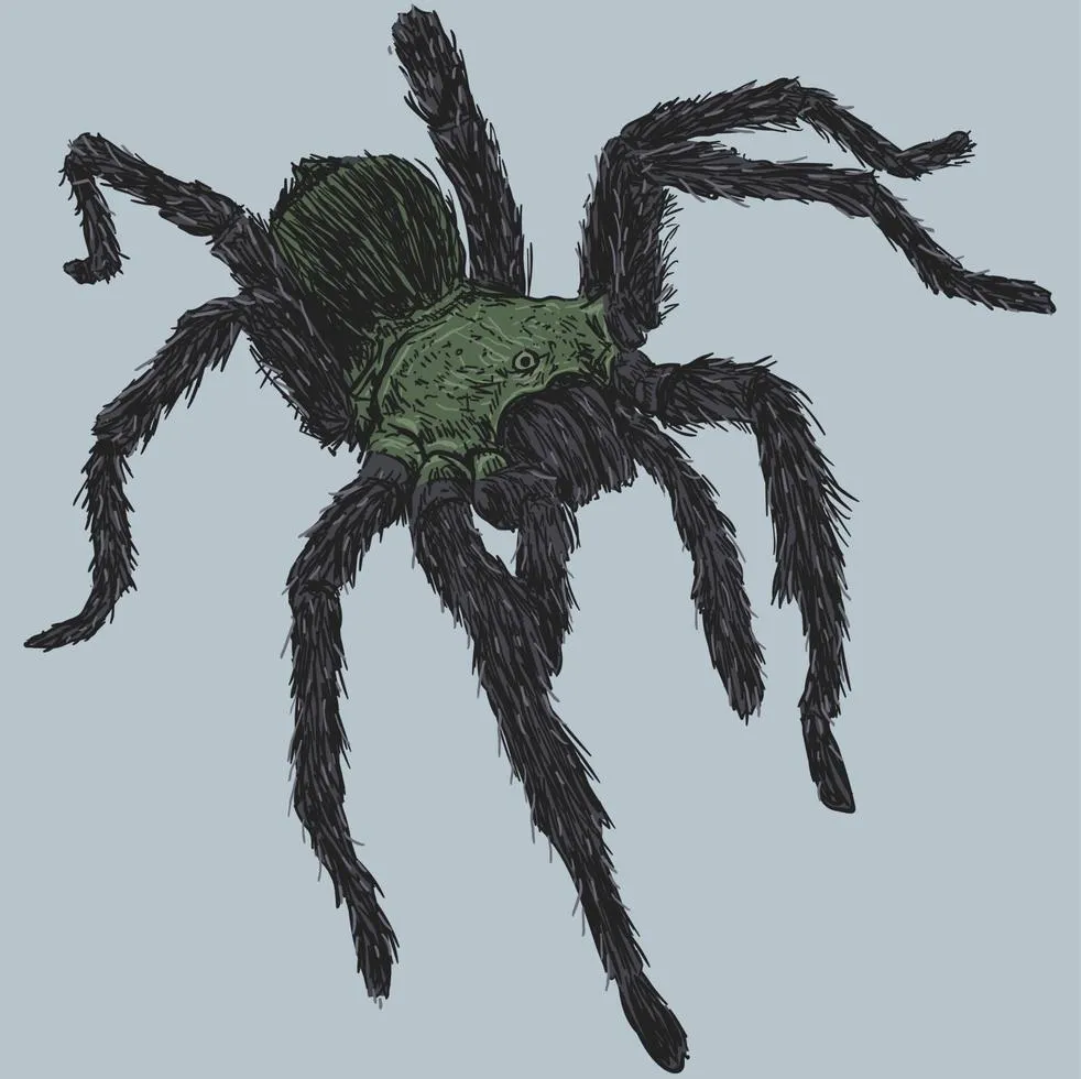 /img/16066-tarantula-reference.webp