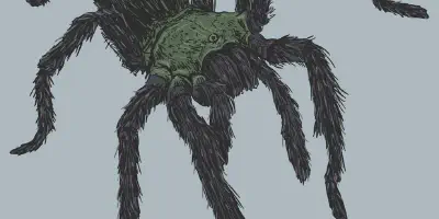 /img/16066-tarantula-reference.webp