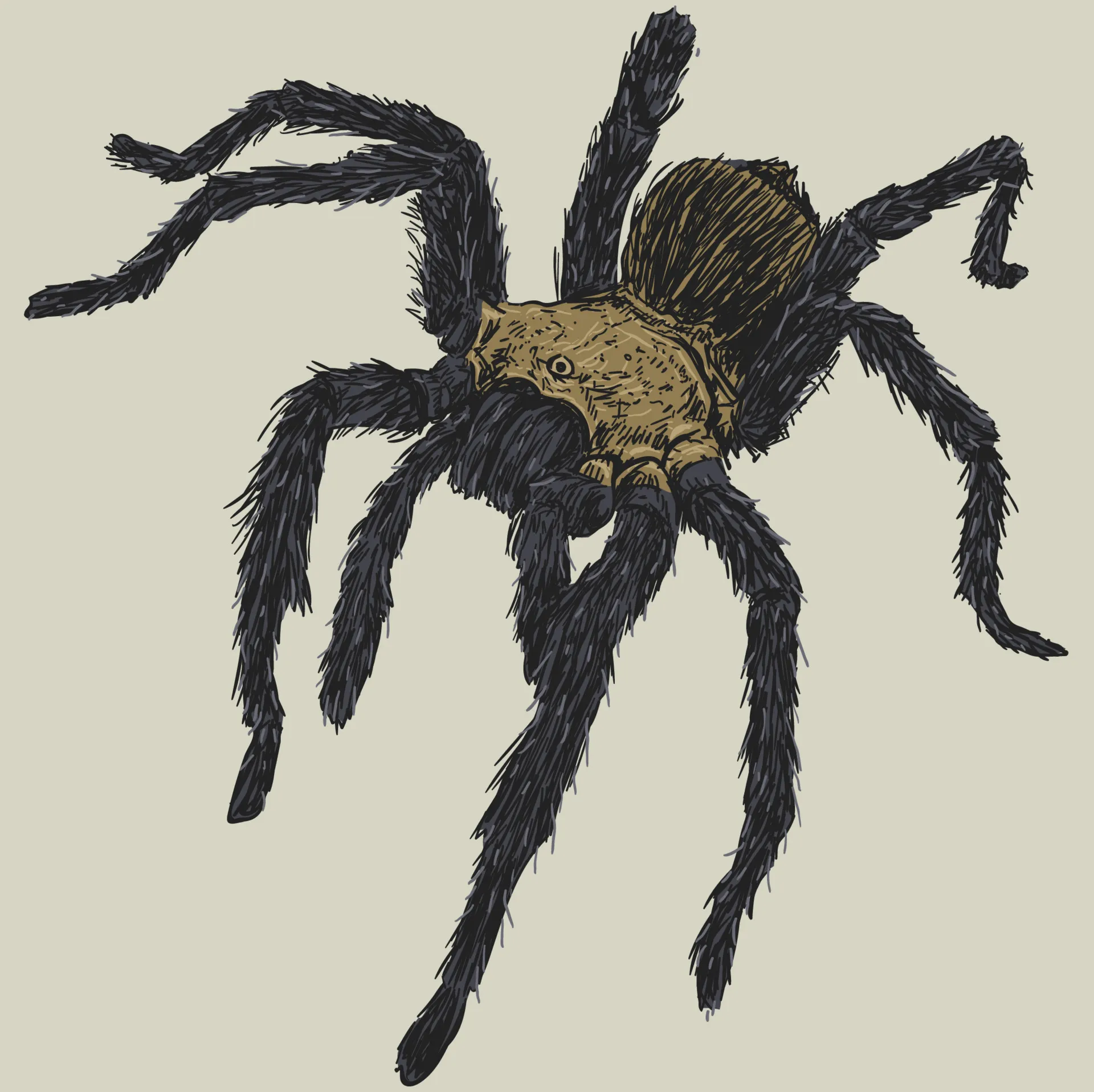 16066 tarantula shading