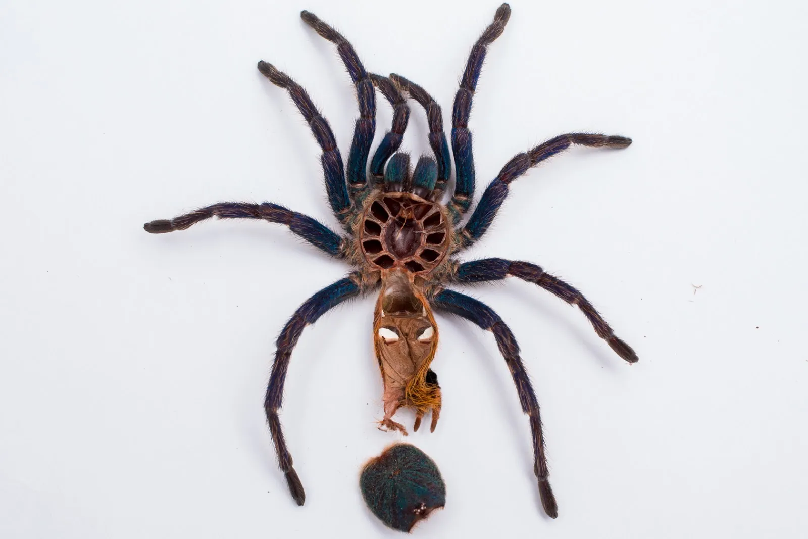 16069 pot tarantula enclosure