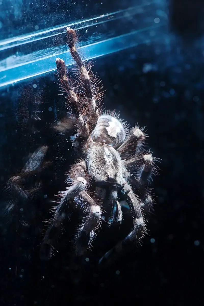 16069 pot tarantula handling