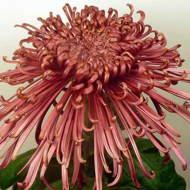 16069 pot tarantula species