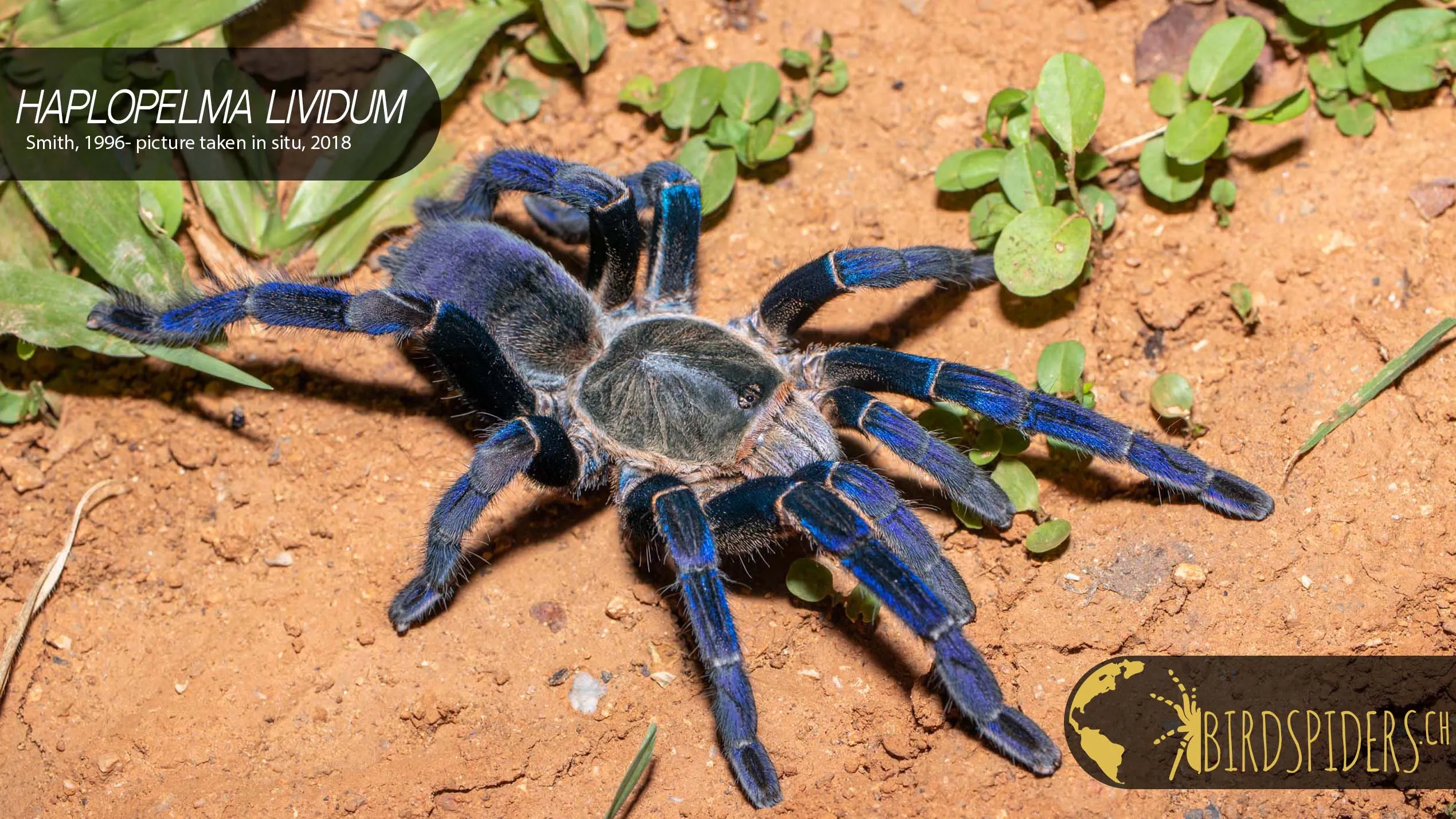 /img/16071-tarantula-hunting-safety.webp