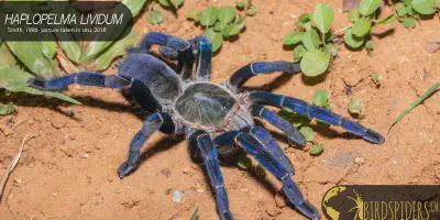 /img/16071-tarantula-hunting-safety.webp