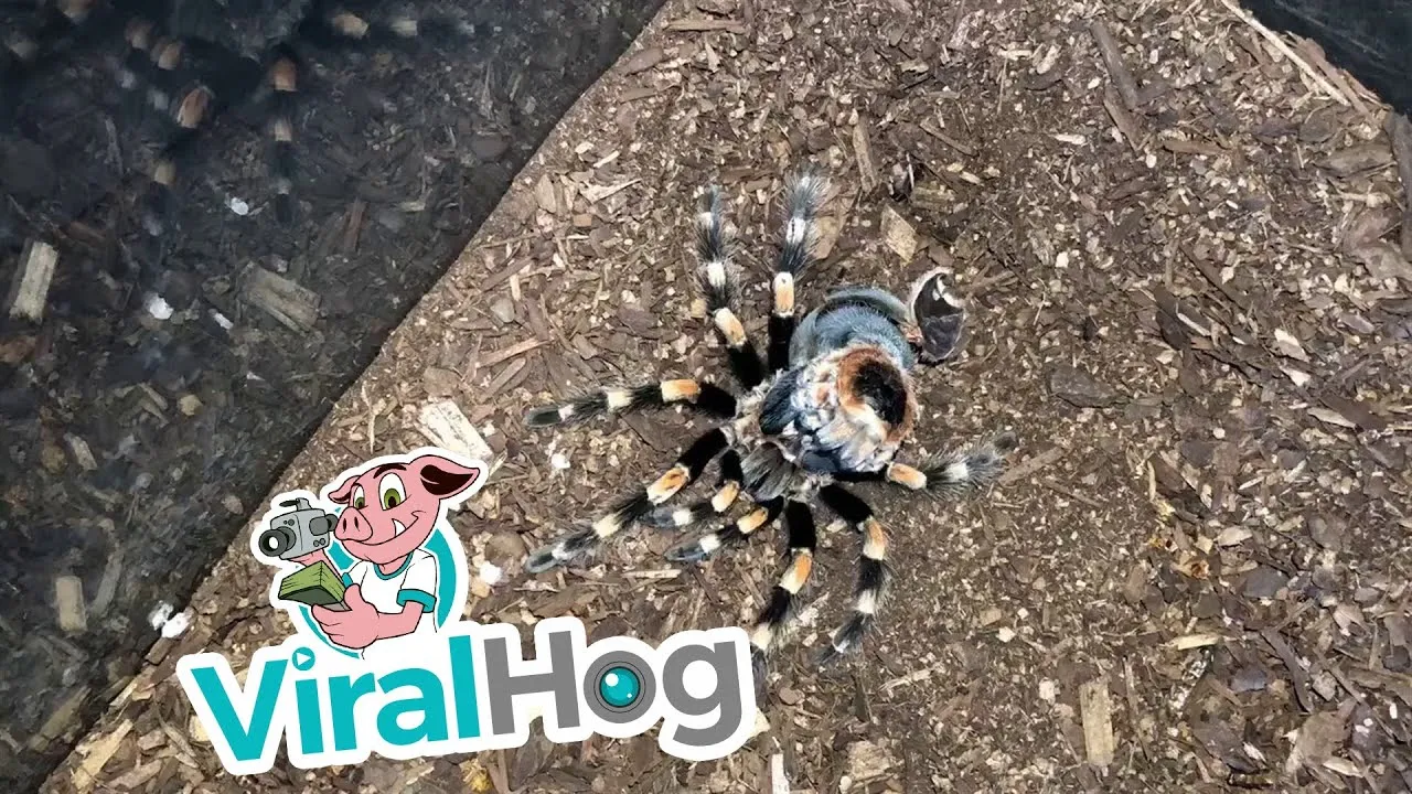 16073 feeding tarantula after molt