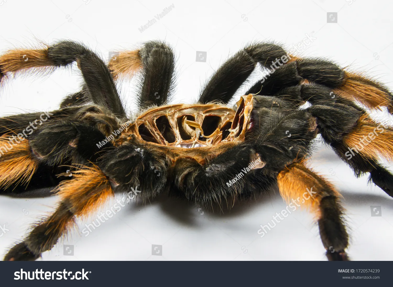 16073 tarantula dehydration problem
