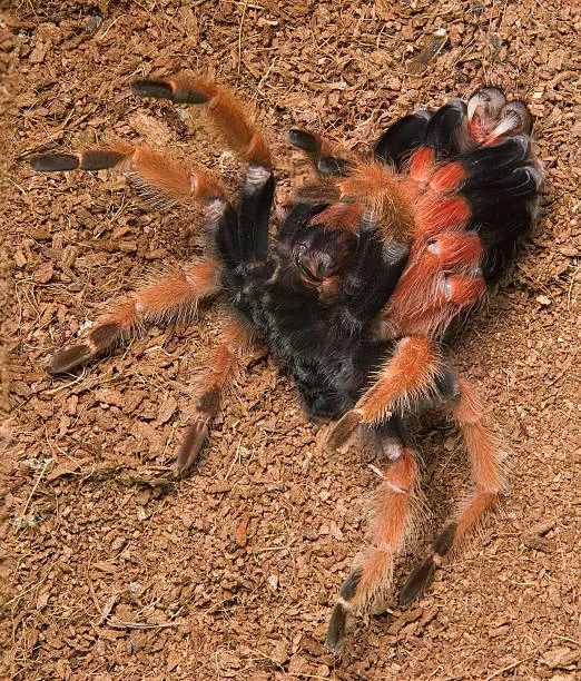16073 tarantula shedding stuck molt